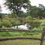 Pond Construction in East Grinstead