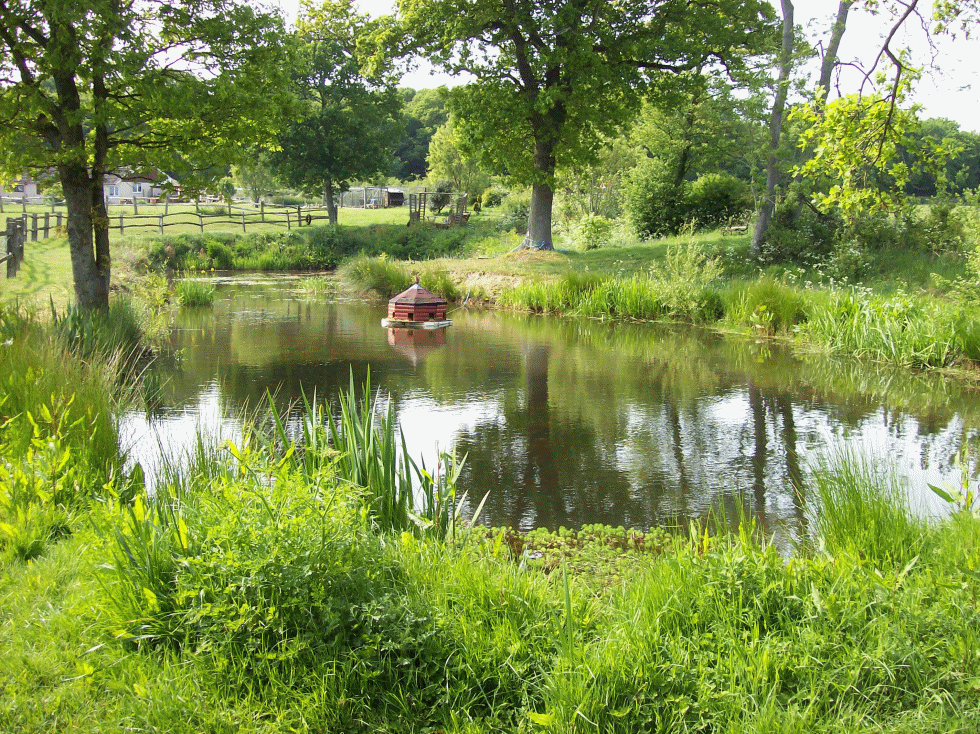 garden pond design, ponds designed